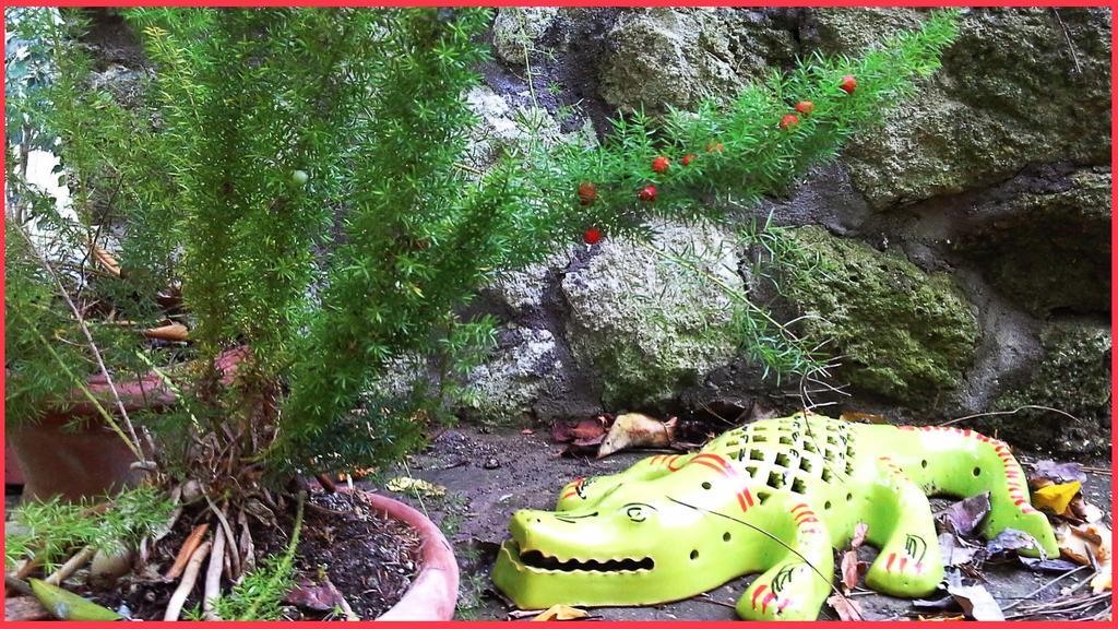 B&B La Salamandra Kitchengarden Forio di Ischia Exterior foto